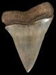 Fossil Mako Shark Tooth - Georgia #45324-1